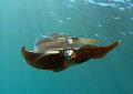   Happy Squid trio shot early afternoon Buccoo Reef Tobago. Tobago  